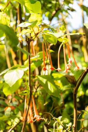 Zurich, Switzerland, July 14, 2023 Fuchsia Fulgens plant at the botanical gardenの写真素材