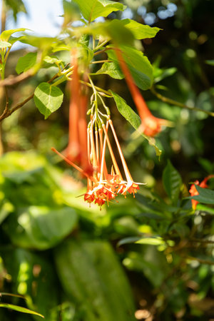 Zurich, Switzerland, July 14, 2023 Fuchsia Fulgens plant at the botanical gardenの写真素材