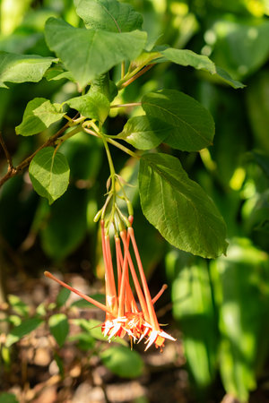 Zurich, Switzerland, July 14, 2023 Fuchsia Fulgens plant at the botanical gardenの写真素材