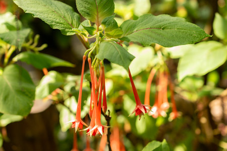 Zurich, Switzerland, July 14, 2023 Fuchsia Fulgens plant at the botanical gardenの写真素材