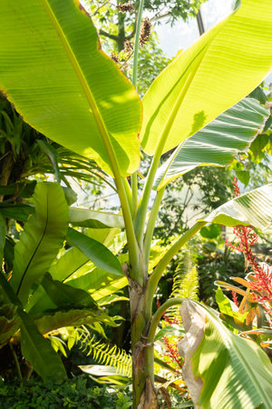 Zurich, Switzerland, July 14, 2023 Musa Textilis Banana or Manila hemp plant at the botanical gardenの写真素材