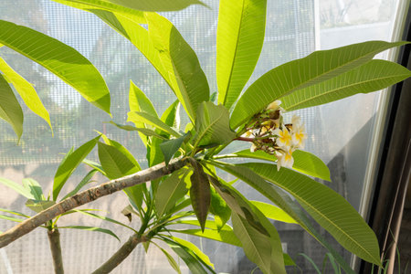 Zurich, Switzerland, July 14, 2023 Plumeria Alba plant at the botanical gardenの写真素材
