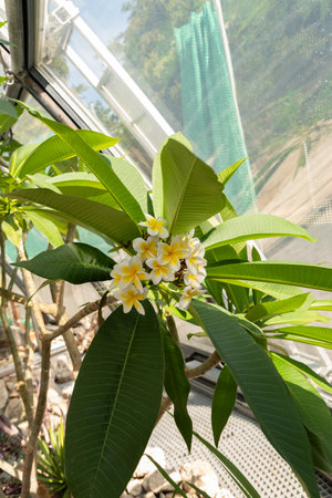 Zurich, Switzerland, July 14, 2023 Plumeria Alba plant at the botanical gardenの写真素材