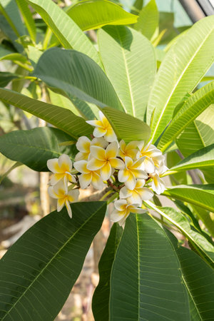 Zurich, Switzerland, July 14, 2023 Plumeria Alba plant at the botanical gardenの写真素材