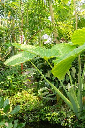 Zurich, Switzerland, July 14, 2023 Tropical and exotic plants at the botanical gardenの写真素材