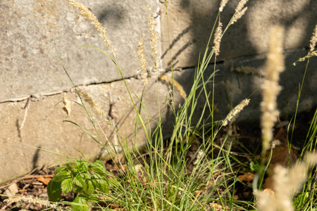 Zurich, Switzerland, July 14, 2023 Melica Ciliata or silky spike melic plant at the botanical gardenの写真素材