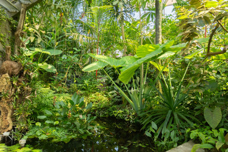 Zurich, Switzerland, July 14, 2023 Tropical and exotic plants at the botanical gardenの写真素材