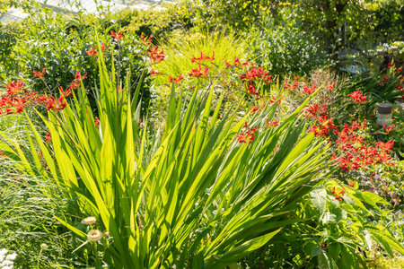 Zurich, Switzerland, July 14, 2023 Crocosmia Lucifer flower at the botanical gardenの写真素材