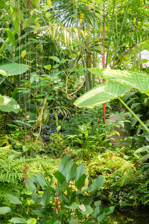 Zurich, Switzerland, July 14, 2023 Tropical and exotic plants at the botanical gardenの写真素材