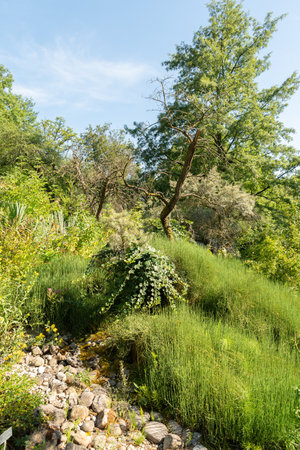 Zurich, Switzerland, July 14, 2023 Different plants at the botanical gardenの写真素材