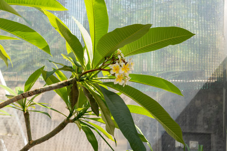 Zurich, Switzerland, July 14, 2023 Plumeria Alba plant at the botanical gardenの写真素材