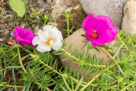 Zurich, Switzerland, August 9, 2023 Portulaca Grandiflora or mexican rose at the botanical gardenの写真素材