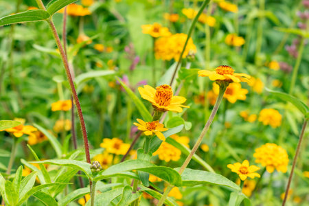 Zurich, Switzerland, August 9, 2023 Zinnia Elegans flower at the botanical gardenの写真素材