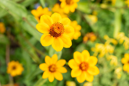 Zurich, Switzerland, August 9, 2023 Zinnia Elegans flower at the botanical gardenの写真素材