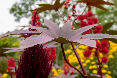 Zurich, Switzerland, August 9, 2023 Ricinus Communis or castor oil plant at the botanical gardenの写真素材