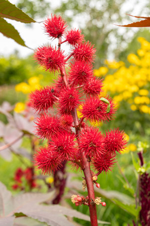 Zurich, Switzerland, August 9, 2023 Ricinus Communis or castor oil plant at the botanical gardenの写真素材