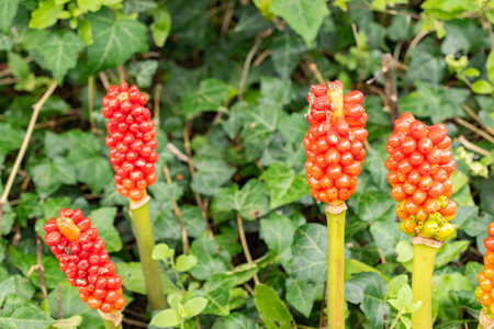 Zurich, Switzerland, August 9, 2023 Arum Italicum plant at the botanical gardenの写真素材