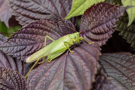 Zurich, Switzerland, August 9, 2023 Green grasshopper is sitting on a red leaf at the botanical gardenの写真素材