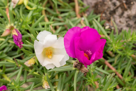 Zurich, Switzerland, August 9, 2023 Portulaca Grandiflora or mexican rose at the botanical gardenの写真素材