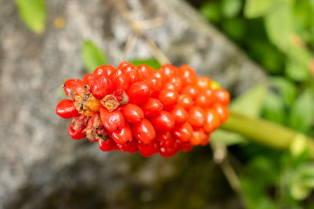Zurich, Switzerland, August 9, 2023 Arum Italicum plant at the botanical gardenの写真素材