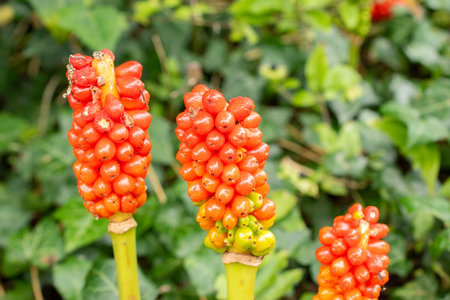 Zurich, Switzerland, August 9, 2023 Arum Italicum plant at the botanical gardenの写真素材