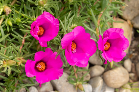 Zurich, Switzerland, August 9, 2023 Portulaca Grandiflora or mexican rose at the botanical gardenの写真素材