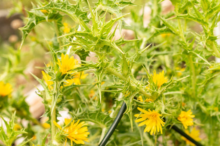 Zurich, Switzerland, August 9, 2023 Scolymus Hispanicus or common golden thistle at the botanical gardenの写真素材