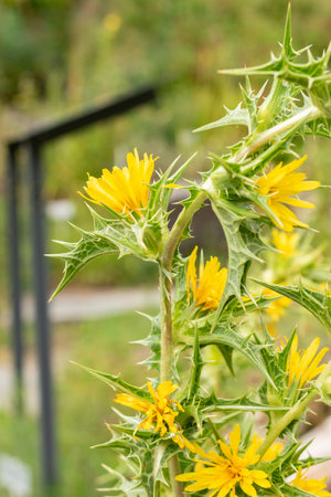 Zurich, Switzerland, August 9, 2023 Scolymus Hispanicus or common golden thistle at the botanical gardenの写真素材