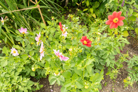 Zurich, Switzerland, August 9, 2023 Dahlia flower at the botanical gardenの写真素材
