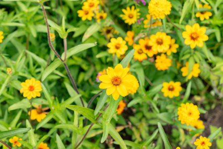 Zurich, Switzerland, August 9, 2023 Zinnia Elegans flower at the botanical gardenの写真素材