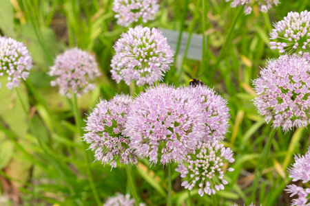Zurich, Switzerland, August 9, 2023 Allium Nutans or siberian chives at the botanical gardenの写真素材
