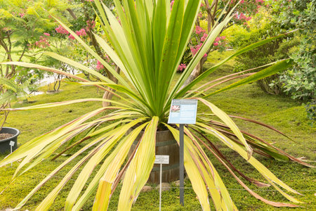 Zurich, Switzerland, August 9, 2023 Doryanthes Palmeri or giant spear lily plant at the botanical gardenの写真素材