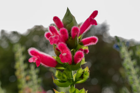 Zurich, Switzerland, August 9, 2023 Salvia Oxyphora plant at the botanical garden