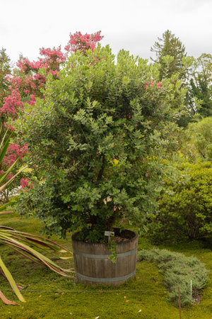 Zurich, Switzerland, August 9, 2023 Metrosideros Excelsa or New Zealand christmas tree at the botanical gardenの写真素材
