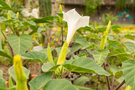 Zurich, Switzerland, August 9, 2023 Datura Innoxia or Pricklyburr plant at the botanical gardenの写真素材