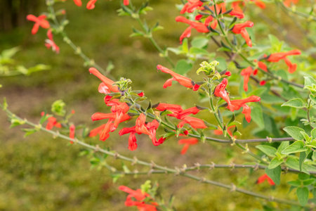 Zurich, Switzerland, August 9, 2023 Salvia Darcyi plant at the botanical gardenの写真素材
