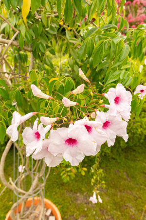 Zurich, Switzerland, August 9, 2023 Pandorea Jasminoides or bower of beauty plant at the botanical gardenの写真素材
