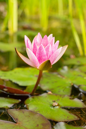 Zurich, Switzerland, August 9, 2023 Nymphaea Tetragona or pygmy water lily plant at the botanical gardenの写真素材
