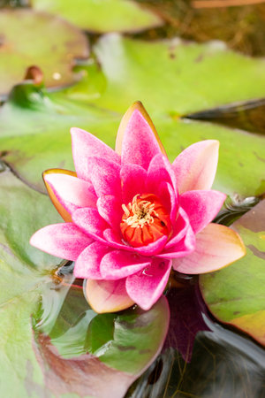 Zurich, Switzerland, August 9, 2023 Nymphaea Tetragona or pygmy water lily plant at the botanical gardenの写真素材