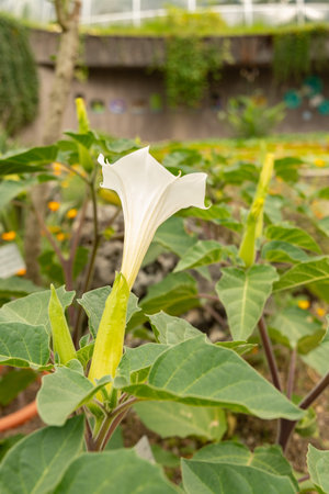 Zurich, Switzerland, August 9, 2023 Datura Innoxia or Pricklyburr plant at the botanical gardenの写真素材