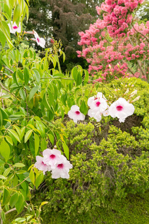 Zurich, Switzerland, August 9, 2023 Pandorea Jasminoides or bower of beauty plant at the botanical gardenの写真素材