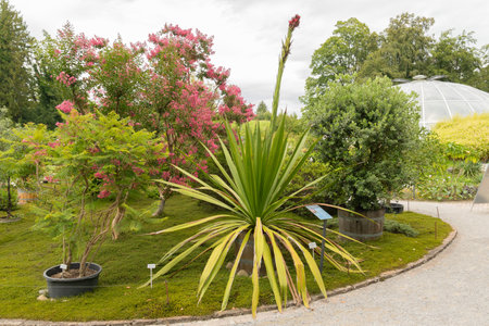 Zurich, Switzerland, August 9, 2023 Doryanthes Palmeri or giant spear lily plant at the botanical gardenの写真素材