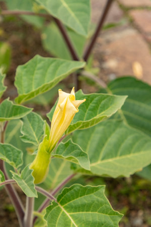 Zurich, Switzerland, August 9, 2023 Datura Innoxia or Pricklyburr plant at the botanical gardenの写真素材