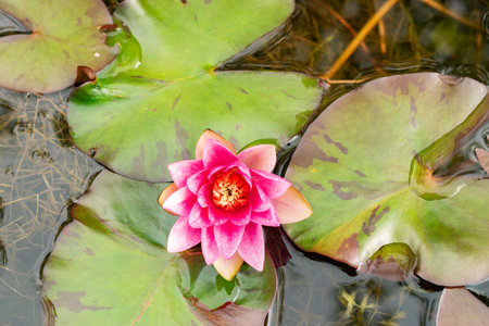 Zurich, Switzerland, August 9, 2023 Nymphaea Tetragona or pygmy water lily plant at the botanical gardenの写真素材