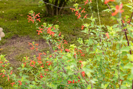 Zurich, Switzerland, August 9, 2023 Salvia Darcyi plant at the botanical gardenの写真素材