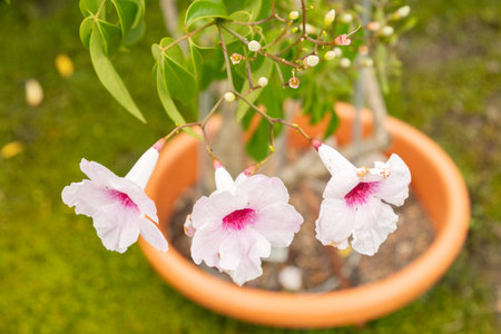 Zurich, Switzerland, August 9, 2023 Pandorea Jasminoides or bower of beauty plant at the botanical gardenの写真素材