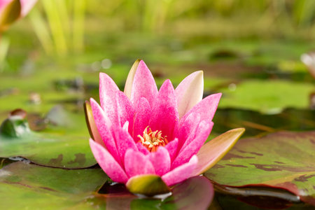 Zurich, Switzerland, August 9, 2023 Nymphaea Tetragona or pygmy water lily plant at the botanical gardenの写真素材
