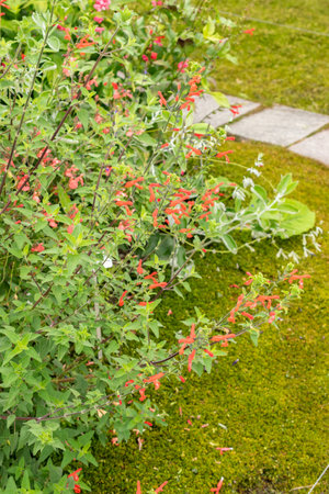 Zurich, Switzerland, August 9, 2023 Salvia Darcyi plant at the botanical gardenの写真素材
