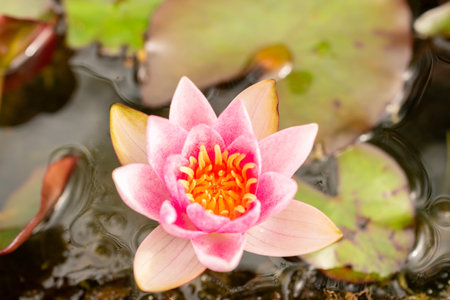 Zurich, Switzerland, August 9, 2023 Nymphaea Tetragona or pygmy water lily plant at the botanical gardenの写真素材