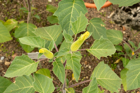Zurich, Switzerland, August 9, 2023 Datura Innoxia or Pricklyburr plant at the botanical gardenの写真素材